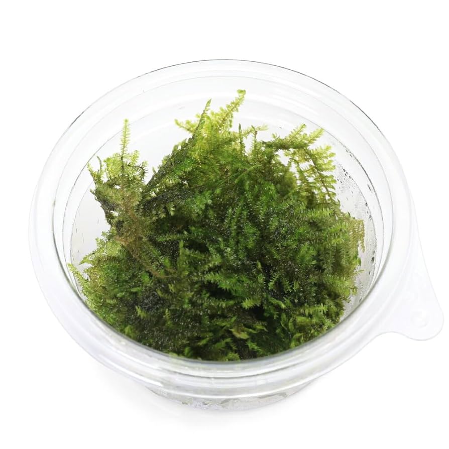 puipui　国産ウィローモス1,000g puipui 国産ウィローモス1,000g puipui 国産ウィローモス1,000g